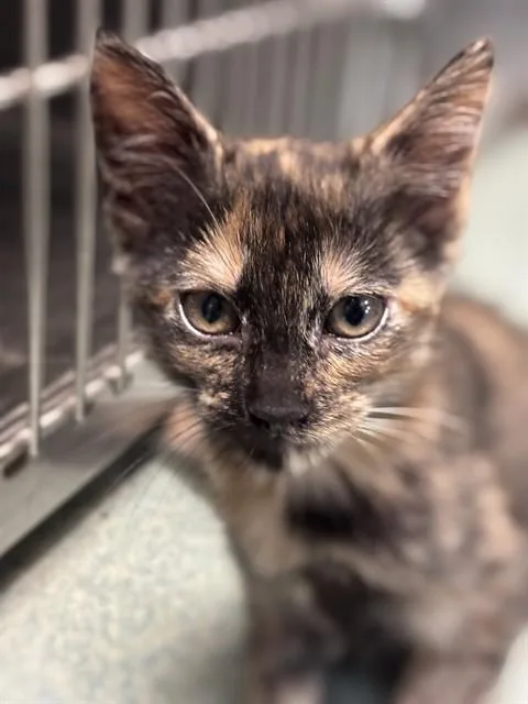 A baby medium-sized female Tortoiseshell cat named Mila A for adoption in Plano, TX