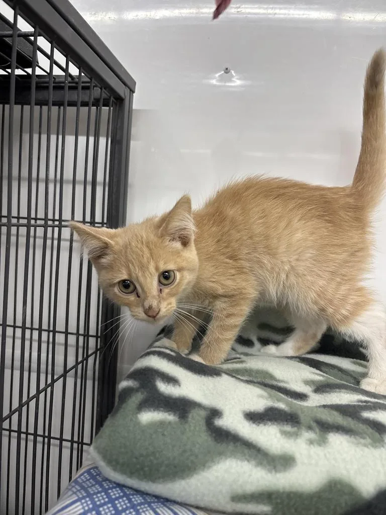 A young medium-sized male Domestic Short Hair cat named Orange for adoption in Black River Falls, WI
