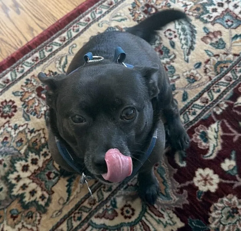 An adult small-sized male Chihuahua dog named Nano for adoption in Palatine, IL