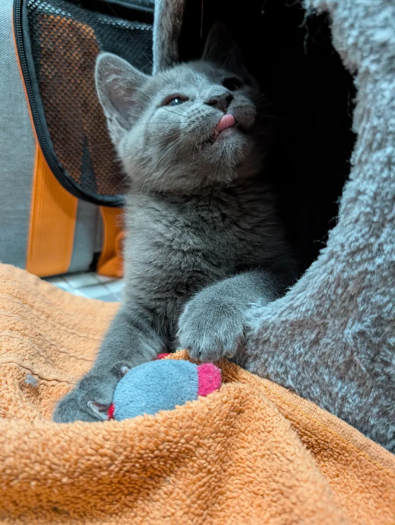 A baby medium-sized male Gray / Blue / Silver Domestic Short Hair cat named Gene & Louise for adoption in Philadelphia, PA