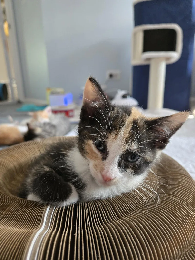 A baby medium-sized female Domestic Short Hair cat named Satin for adoption in Wheaton, IL