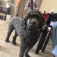 An adult medium-sized male Labradoodle dog named Lucy for adoption in Monticello, NY