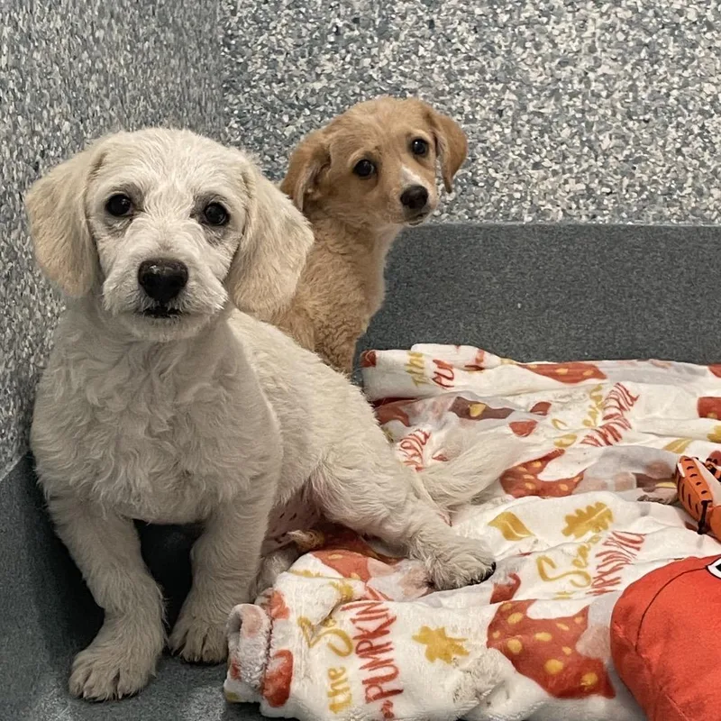 A baby small-sized female Brown / Chocolate Terrier dog named Ruby for adoption in Long Beach, CA