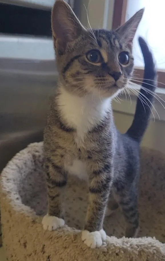 A baby medium-sized male Domestic Short Hair cat named Max for adoption in Sandusky, OH