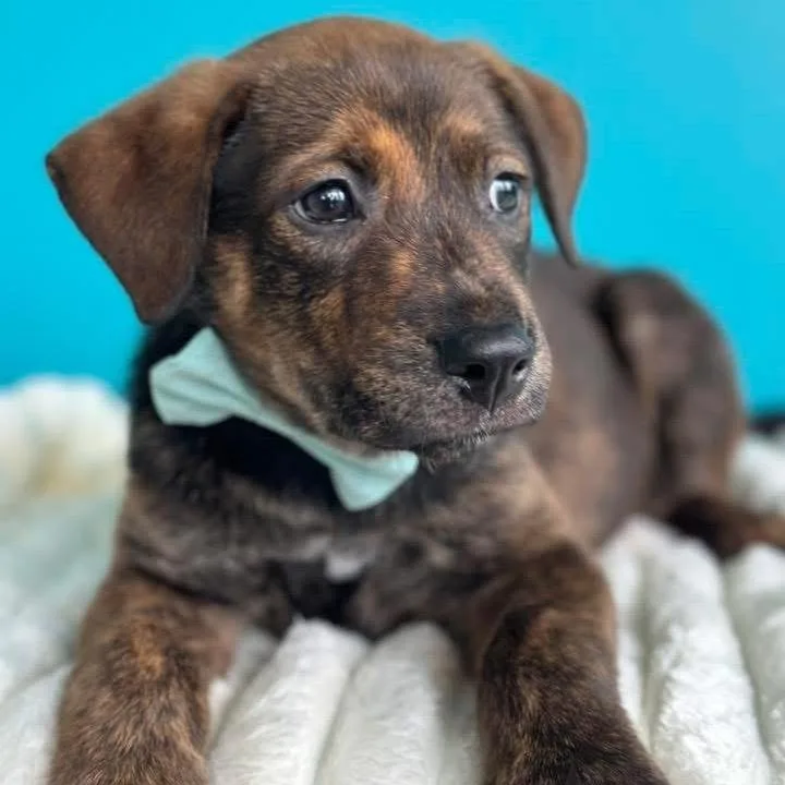 A baby medium-sized male Brown / Chocolate Boxer dog named Kayce for adoption in Allen, TX