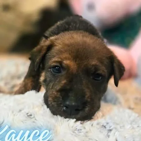 Kayce thumbnail 4