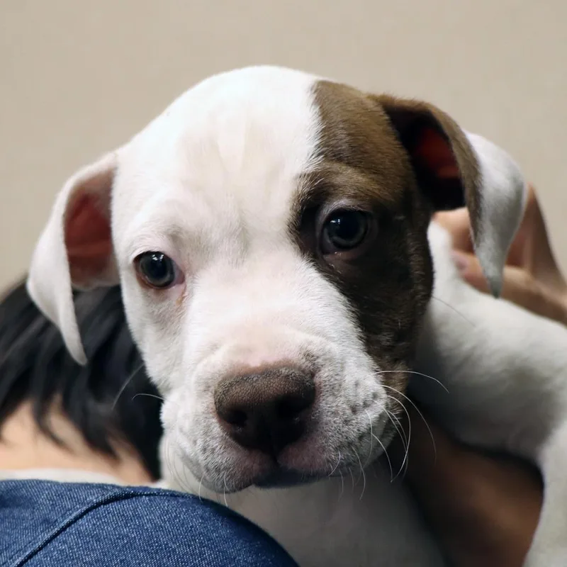 A baby large-sized female Mixed Breed dog named R Checkers for adoption in Port Washington, NY