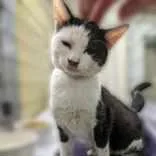 An adult medium-sized male Black Domestic Short Hair cat named Abel for adoption in Portsmouth, OH