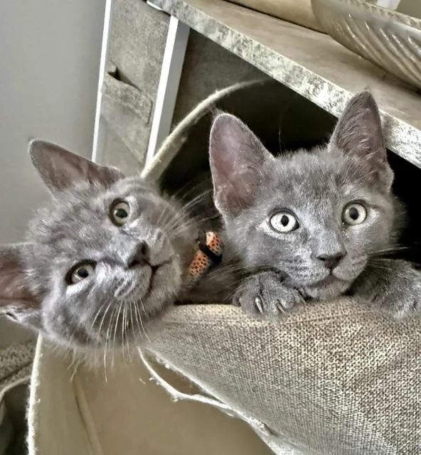 A baby medium-sized male Gray / Blue / Silver Domestic Short Hair cat named Wyatt and Whitaker for adoption in Medford, MA