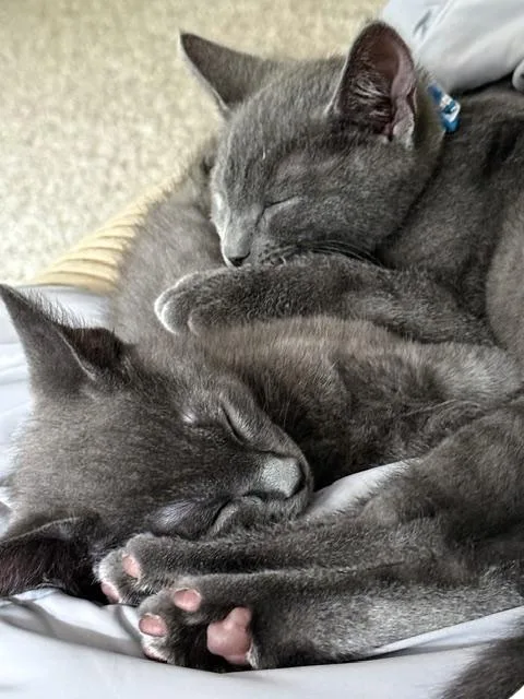 Wyatt and Whitaker thumbnail 2