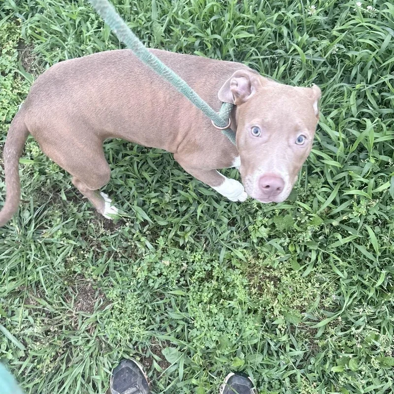 A baby medium-sized female Tricolor (Brown, Black, & White) Mixed Breed dog named Rhiannon for adoption in McKenzie, TN