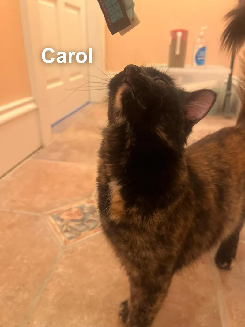 Carol thumbnail 3