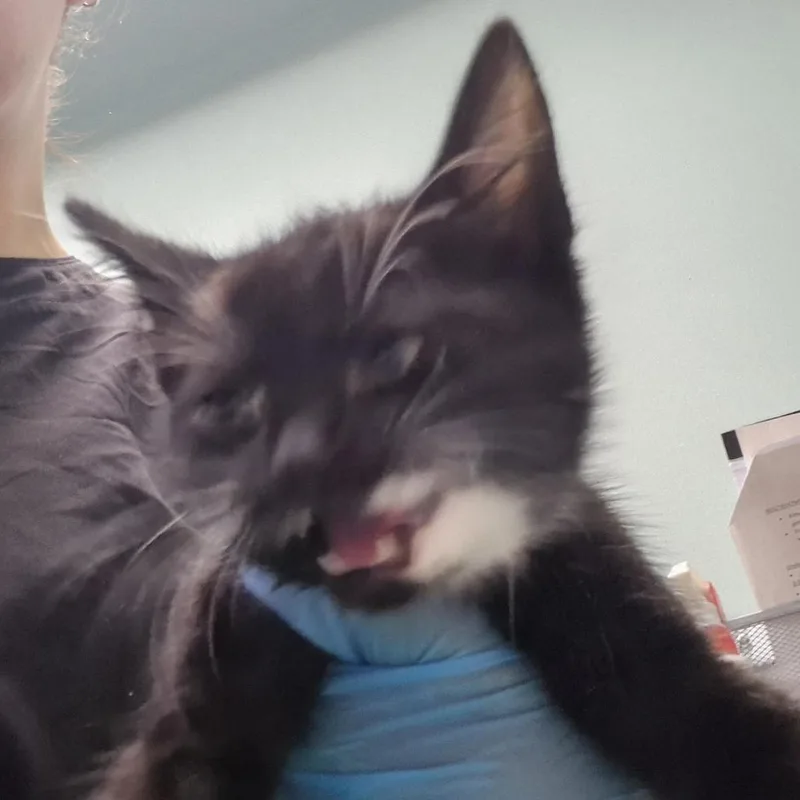 A baby small-sized male Black Domestic Short Hair cat named Slide for adoption in Tacoma, WA