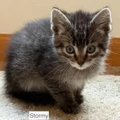 Little Stormy C