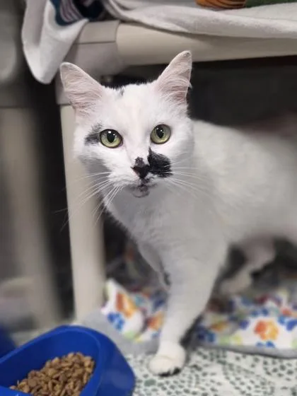 An adult medium-sized female Domestic Short Hair cat named Inkblot for adoption in Westland, MI
