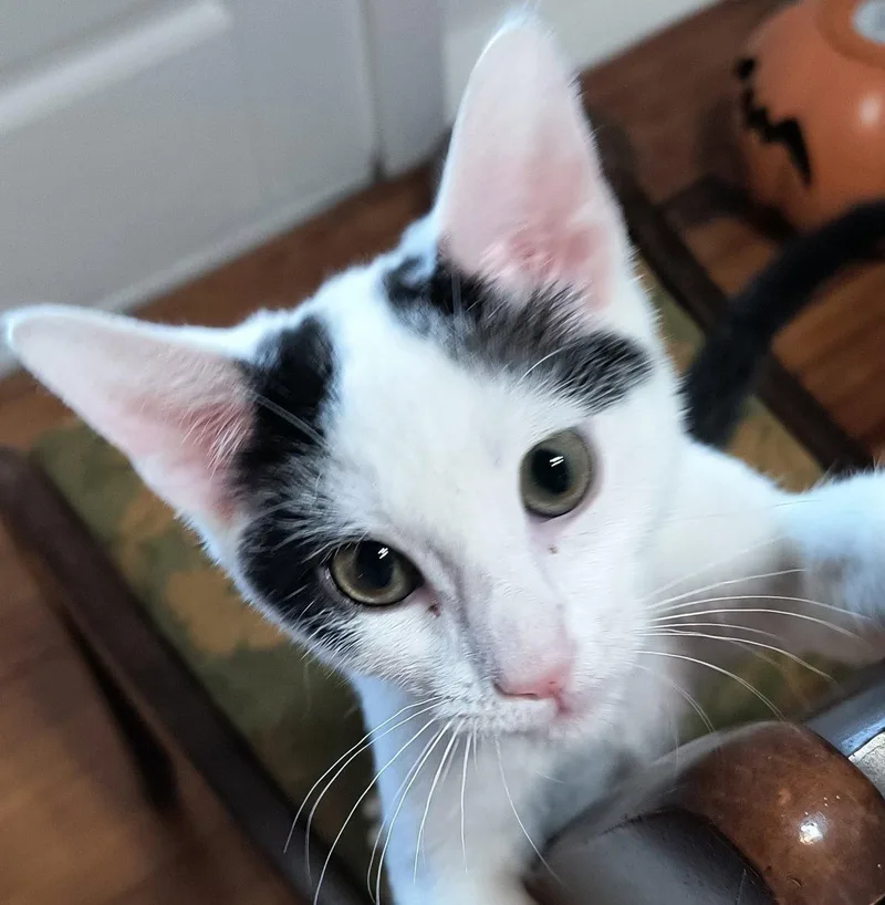 A baby small-sized male Black & White / Tuxedo Domestic Short Hair cat named Otto SEE ME for adoption in Cookeville, TN