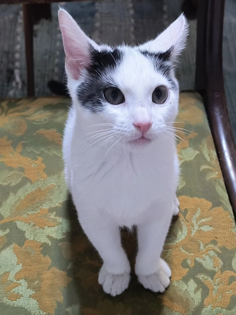 Otto  SEE ME thumbnail 2