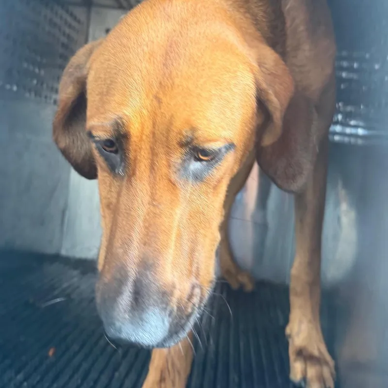 An adult large-sized female Red / Chestnut / Orange Coonhound dog named Daisy for adoption in Birmingham, AL