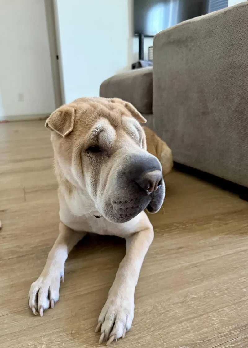 An adult medium-sized male Shar-Pei dog named Zeppelin for adoption in Lake Forest, CA
