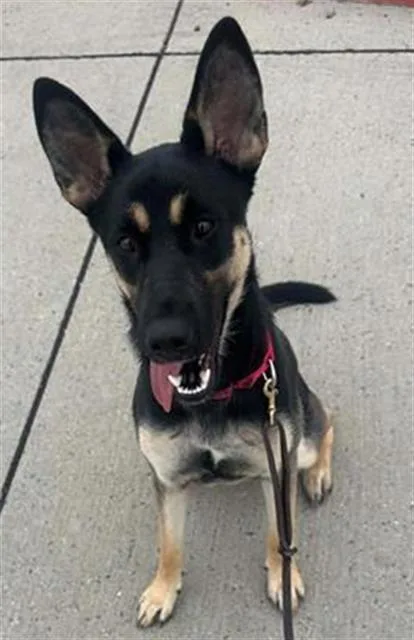 An adult large-sized female German Shepherd Dog dog named Stardust for adoption in Tustin, CA