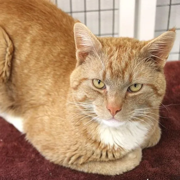 A young medium-sized male Orange & White Domestic Short Hair cat named Georgie for adoption in Medfield, MA