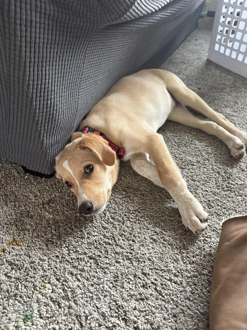 A baby small-sized male Labrador Retriever dog named Reuben for adoption in Brooklyn Center, MN