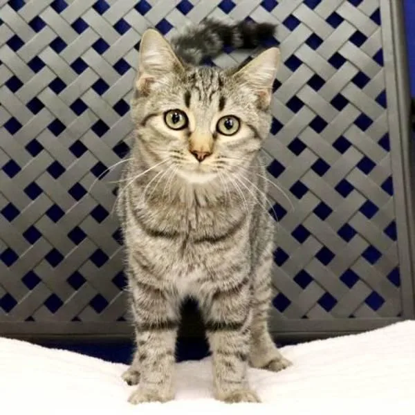 A baby small-sized female Domestic Short Hair cat named Tammy for adoption in Fort Davis, TX