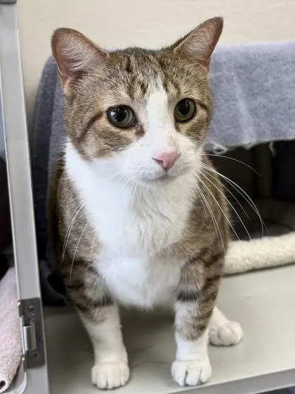 An adult large-sized male Domestic Short Hair cat named Fizz for adoption in Mason, MI