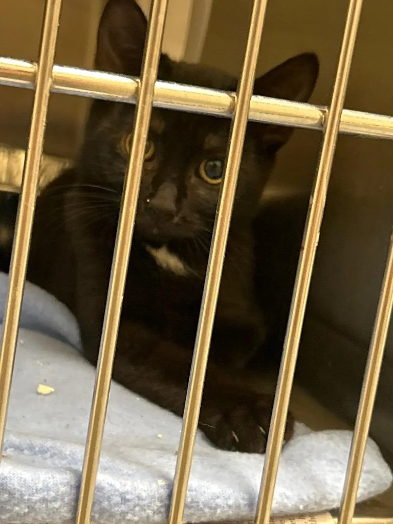 A baby medium-sized female Domestic Short Hair cat named 2026-07-145 for adoption in Winder, GA