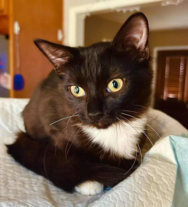 A baby medium-sized female Black & White / Tuxedo Domestic Medium Hair cat named Poppy for adoption in Calera, AL