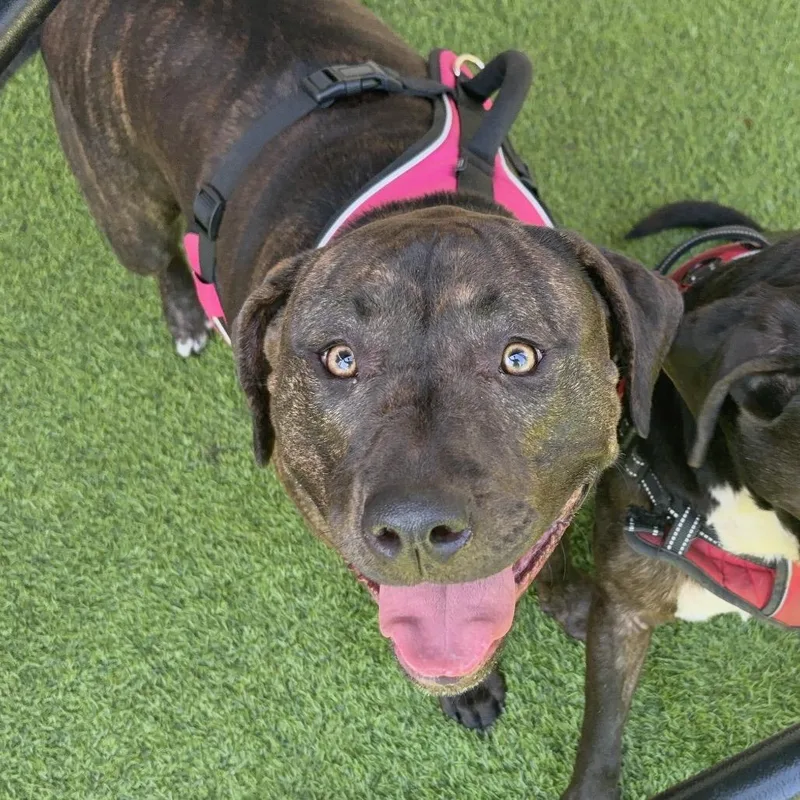 A young large-sized female Brindle American Staffordshire Terrier dog named Ada for adoption in Tampa, FL