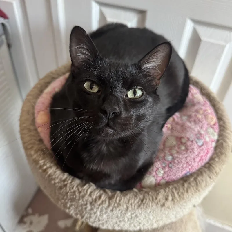 A young large-sized male Black Domestic Short Hair cat named Ambrose for adoption in Leon, KS