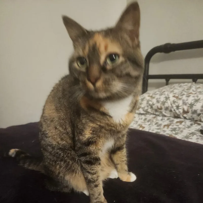 Scarlett fka Ms. Cleo thumbnail 2