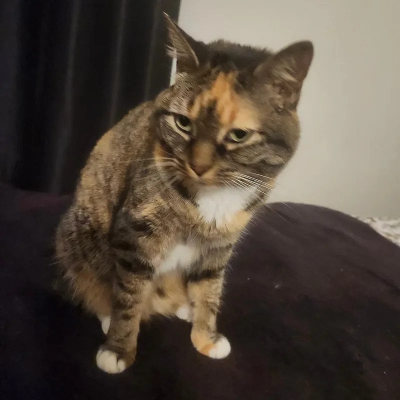 Scarlett fka Ms. Cleo thumbnail 4