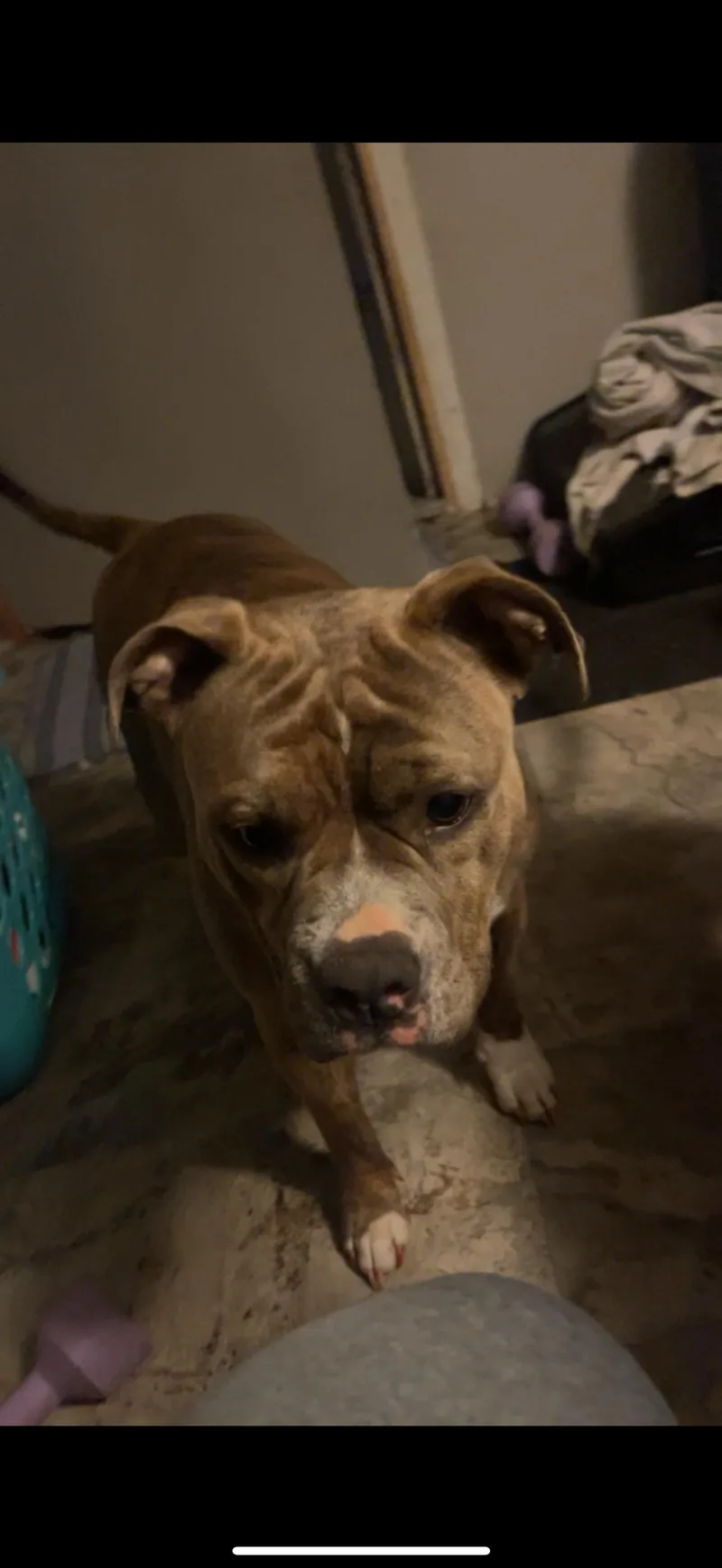 An adult large-sized female Brindle Pit Bull Terrier dog named Nala for adoption in Chesapeake Beach, MD