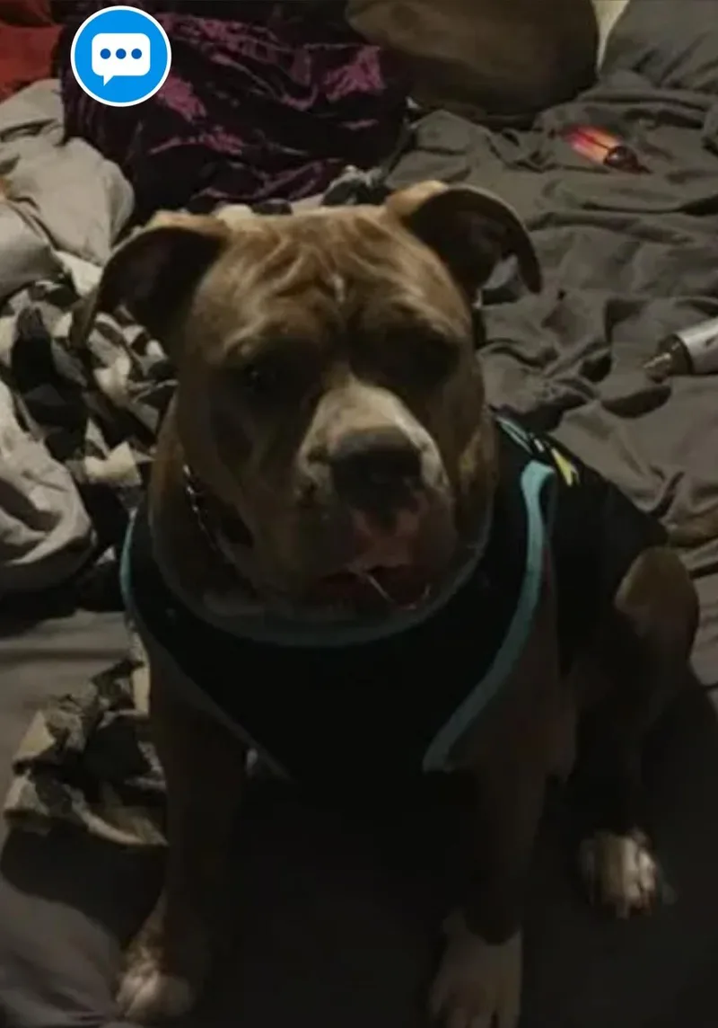 Nala thumbnail 2