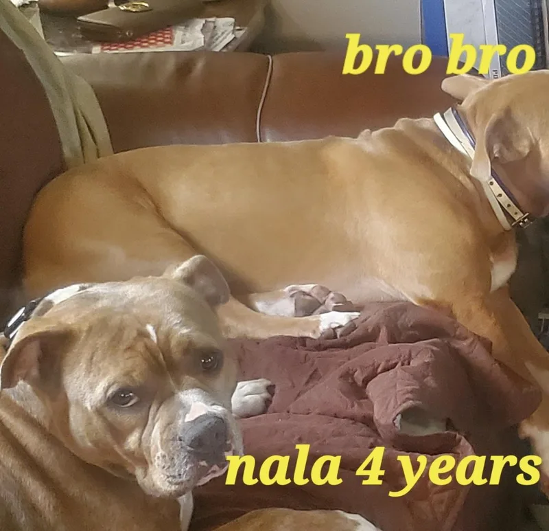 Nala thumbnail 5