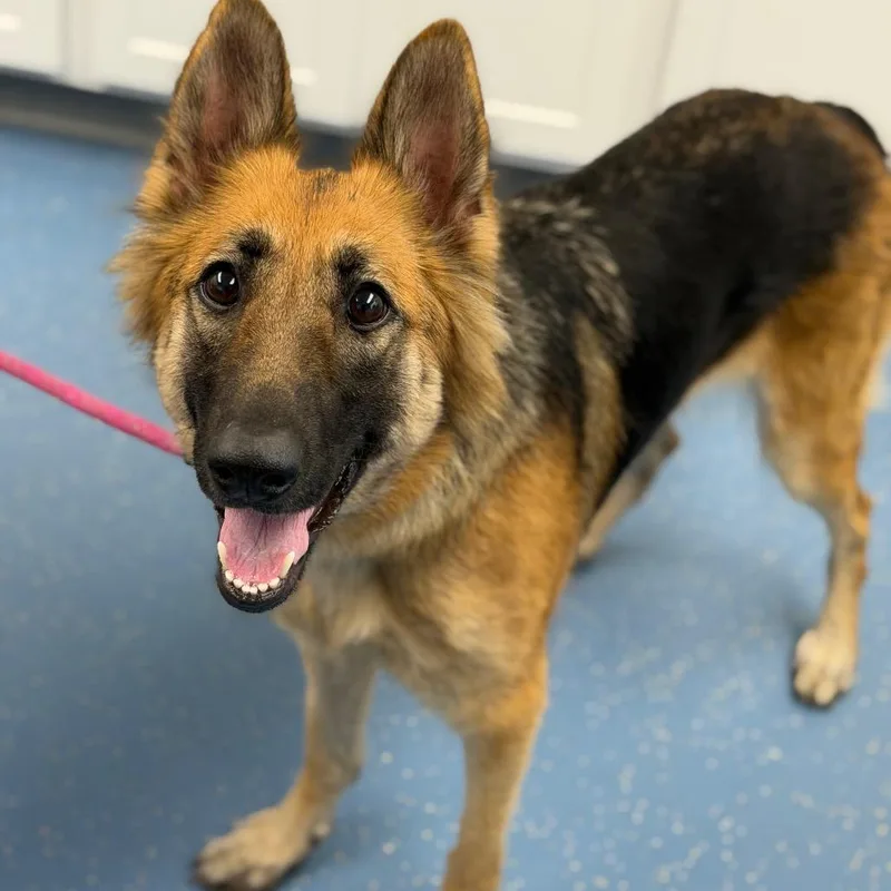 An adult large-sized female German Shepherd Dog dog named Athena Grace for adoption in Watertown, NY