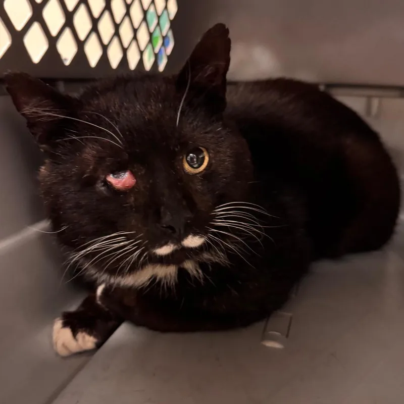An adult large-sized male Black Domestic Short Hair cat named Salvador for adoption in Lynchburg, VA