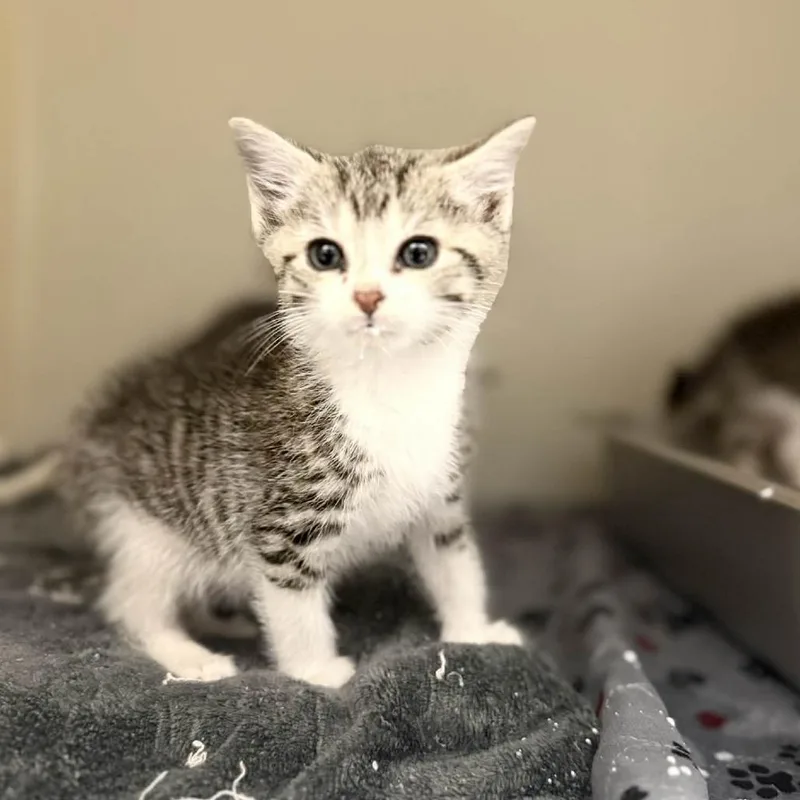 A baby small-sized male White Domestic Short Hair cat named Daffy for adoption in Caryville, TN