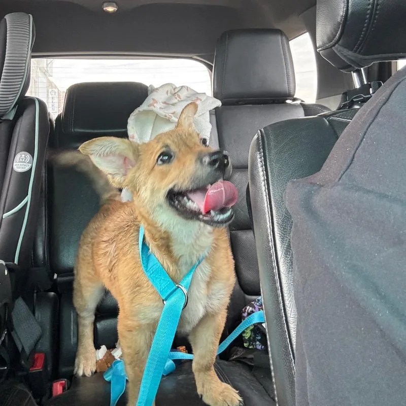 A baby small-sized male Yellow / Tan / Blond / Fawn Mixed Breed dog named Pari for adoption in Shelbyville, IL