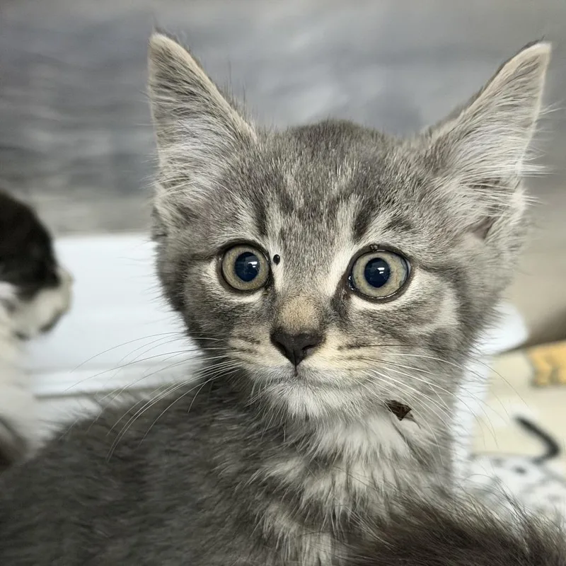 A baby small-sized male Gray / Blue / Silver Domestic Short Hair cat named Willoby for adoption in Marion, VA