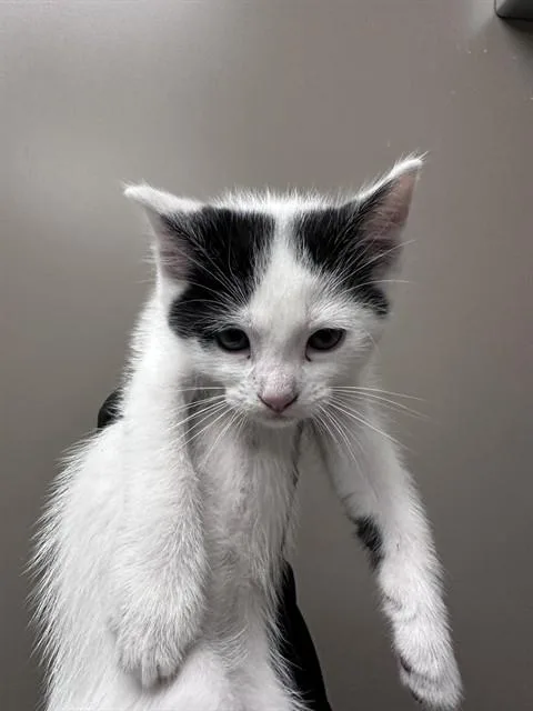 Clyde