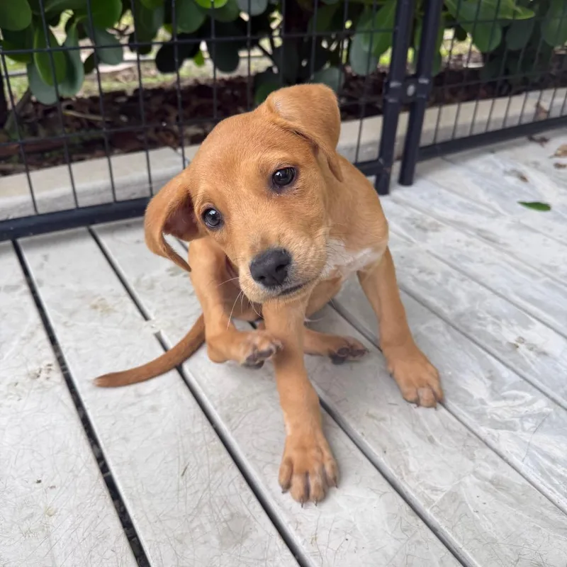 A baby medium-sized male Red / Chestnut / Orange Pit Bull Terrier dog named Dragon Fly for adoption in Bradenton, FL