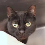 A senior large-sized male Black Domestic Short Hair cat named Jett for adoption in Hilliard, OH
