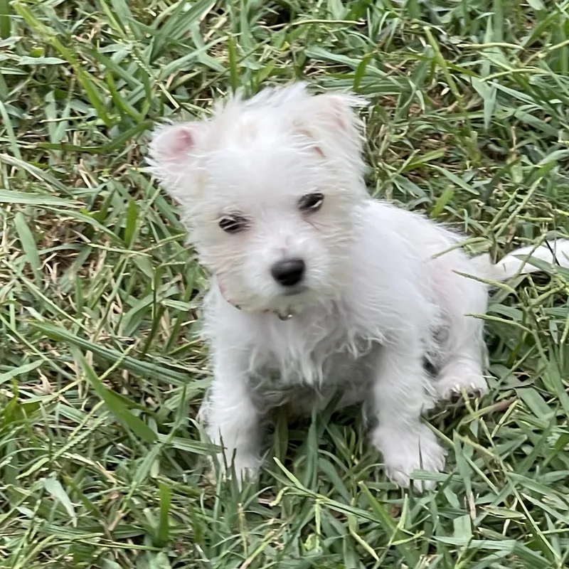 Mochi