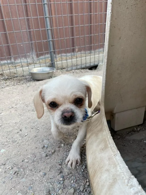 An adult small-sized male White / Cream Pug dog named Sprout for adoption in Polson, MT