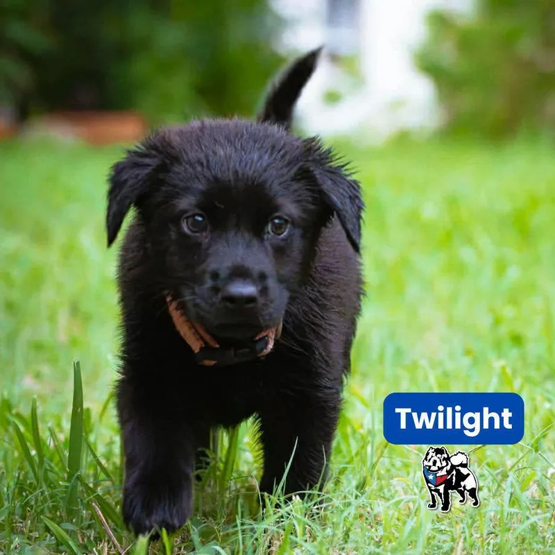 Twilight thumbnail 2