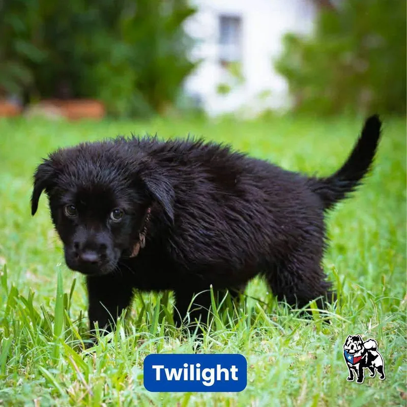 Twilight thumbnail 3