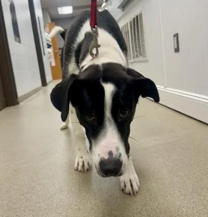 A young large-sized male Border Collie dog named Duke for adoption in Palm Coast, FL